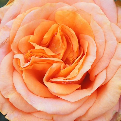 Rosa Bengali® - trandafir cu parfum discret - Trandafir copac cu trunchi înalt - cu flori în buchet - portocaliu - W. Kordes & Sons - coroană tufiș - ,-